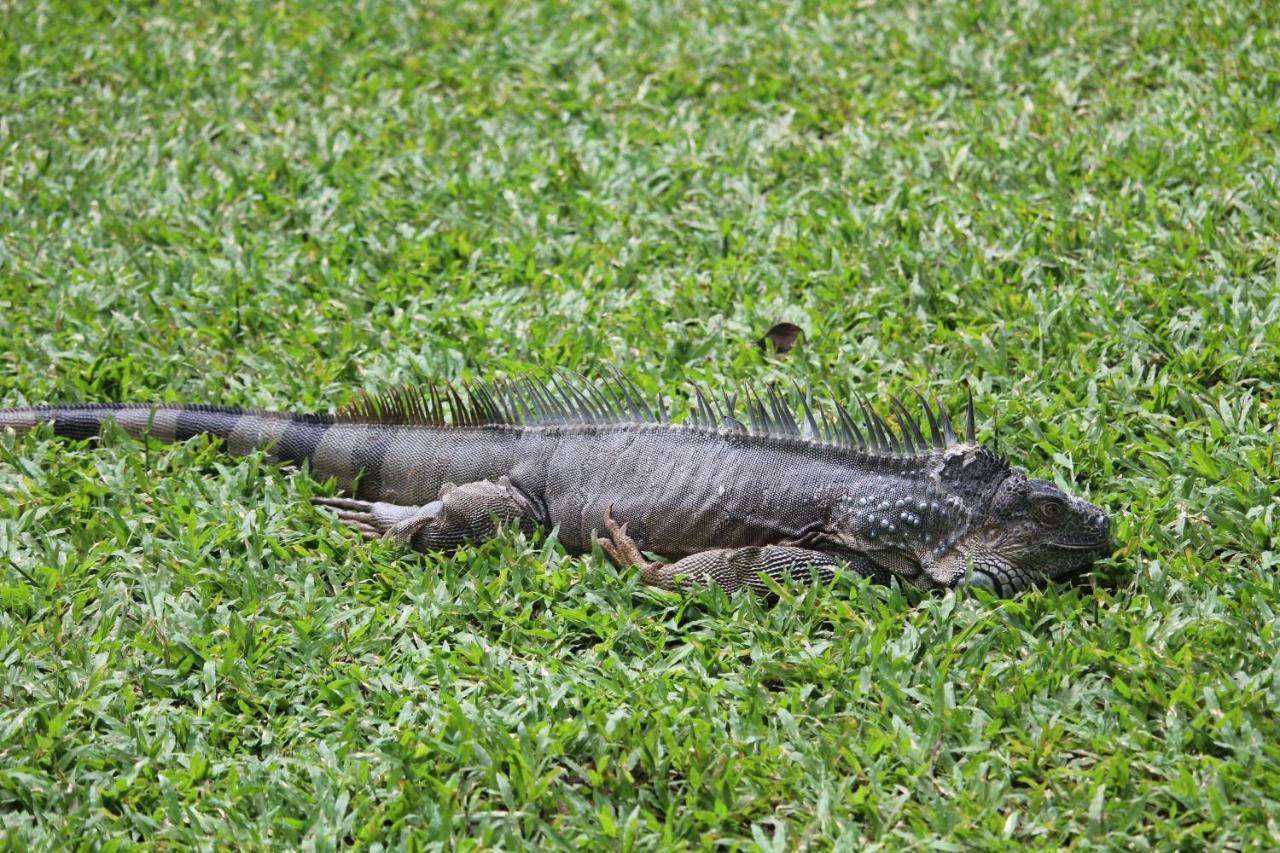 Hotel Iguana Libre à Dominical Extérieur photo